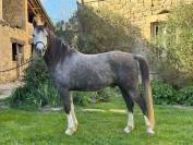 Cheval hongre de 6 ans