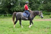 Cheval hongre de 6 ans