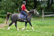 Cheval hongre de 6 ans