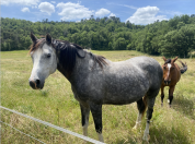 Cheval hongre de 6 ans