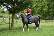 Cheval hongre de 6 ans