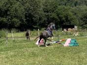 Cheval hongre de 6 ans