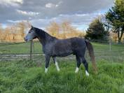 Cheval hongre de 6 ans