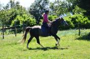 Cheval hongre de 6 ans