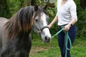 Cheval hongre de 6 ans