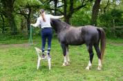 Cheval hongre de 6 ans