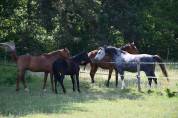 Cheval hongre de 6 ans