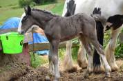 Peter-Pan, poulain irish cob noir