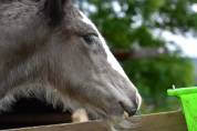 Peter-Pan, poulain irish cob noir