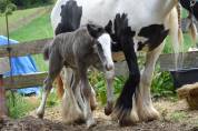 Peter-Pan, poulain irish cob noir