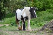 Peter-Pan, poulain irish cob noir