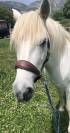 Cheval Camargue