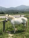 Cheval Camargue