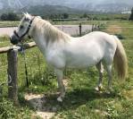Cheval Camargue
