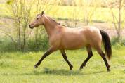 Magnifique Ponette par Champion supreme d'été Dressage