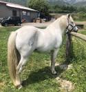 Cheval camargue