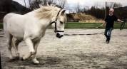 Cheval camargue