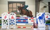 Very good German Sport Horse