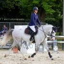 À vendre poney français de selle pour du loisir