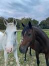 À vendre poney français de selle pour du loisir