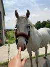 À vendre poney français de selle pour du loisir