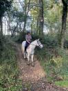 À vendre poney français de selle pour du loisir