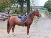 A vendre PFS 5 ans