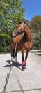 Hongre Cheval de Sport Irlandais A vendre 2009 Bai par ARS VIVENDI ( HOLST, )