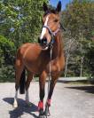 Hongre Cheval de Sport Irlandais A vendre 2009 Bai par ARS VIVENDI ( HOLST, )