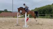 Hongre Cheval de Sport Irlandais A vendre 2009 Bai par ARS VIVENDI ( HOLST, )