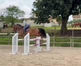 Hongre Cheval de Sport Irlandais A vendre 2009 Bai par ARS VIVENDI ( HOLST, )