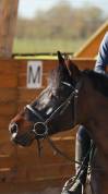 maître d’école pour dressage/a former CSO-CCE