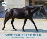 Mexican Black Bird, jument pur sang, 3 ans