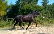 Magnifique Jument Pure Race Espagnole