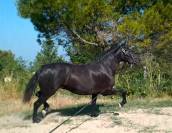 Magnifique Jument Pure Race Espagnole