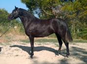 Magnifique Jument Pure Race Espagnole