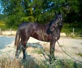Magnifique Jument Pure Race Espagnole