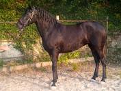 Magnifique Jument Pure Race Espagnole