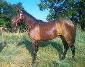 Petite pouliche Pure Race Espagnole