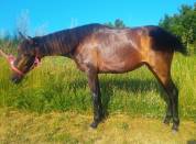 Petite pouliche Pure Race Espagnole