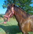 Petite pouliche Pure Race Espagnole