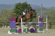 Castrone BWP 2012