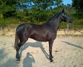 Magnifique Jument Pure Race Espagnole