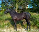 Magnifique Jument Pure Race Espagnole