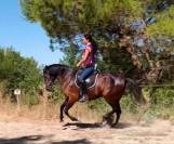 Magnifique Jument Pure Race Espagnole