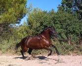 Magnifique Jument Pure Race Espagnole