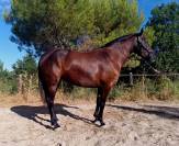 Magnifique Jument Pure Race Espagnole