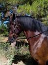 Magnifique Jument Pure Race Espagnole