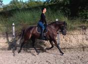 Magnifique Jument Pure Race Espagnole