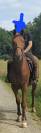 Magnifique cheval Z 